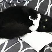 Blanding af racer Latte 