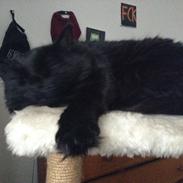 Blanding af racer Latte 