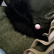 Blanding af racer Latte 