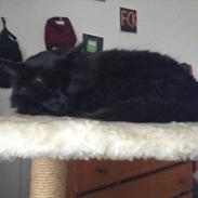 Blanding af racer Latte 