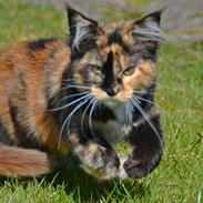 Maine Coon DK Nimrodel's Tauriel
