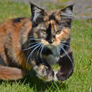 Maine Coon DK Nimrodel's Tauriel 