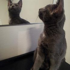 Blanding af racer Silver