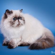 Colorpoint Got a Point? Martha Dandridge