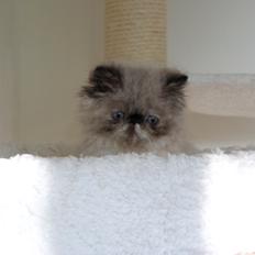 Colorpoint Got a Point? Martha Dandridge