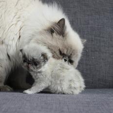 Colorpoint Got a Point? Martha Dandridge