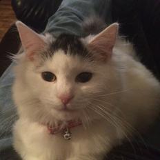 Blanding af racer Maincoon/norsk skovkat