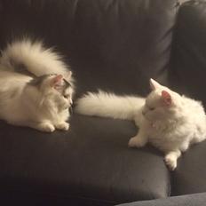 Blanding af racer Maincoon/norsk skovkat