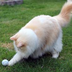 Ragdoll Chubby (DK Vandoll Royal Ricco)