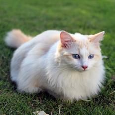 Ragdoll Chubby (DK Vandoll Royal Ricco)