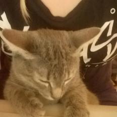 Huskat Rosenstand Feline