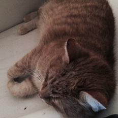 Blanding af racer Tjuba