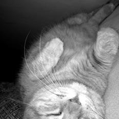 Blanding af racer Tjuba