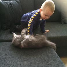 Blanding af racer Holker