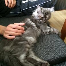 Blanding af racer Holker