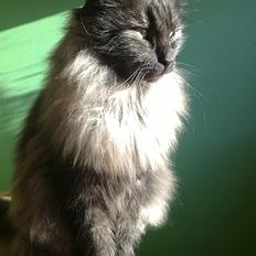 Blanding af racer Lui