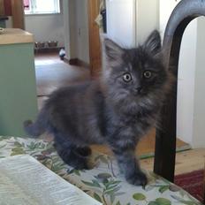 Blanding af racer Lui