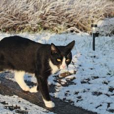 Blanding af racer Diego<3