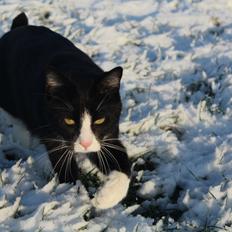 Blanding af racer Diego<3