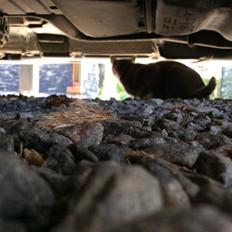 Blanding af racer Bamse "Verdens bedste kat"