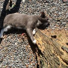 Blanding af racer Bamse "Verdens bedste kat"