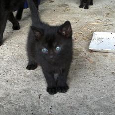 Huskat Damon Salvetore 