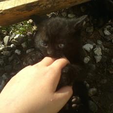 Huskat Damon Salvetore 