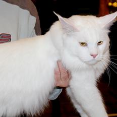 Maine Coon DK Proud Danish White Big Boy