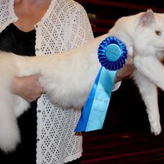 Maine Coon DK Proud Danish White Big Boy