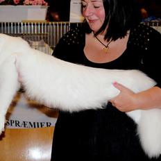 Maine Coon DK Proud Danish White Big Boy