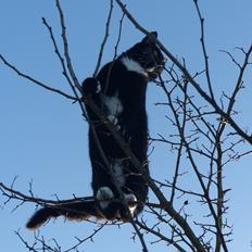 Blanding af racer Kattegårdens Dipsey aka. Snip R.I.P