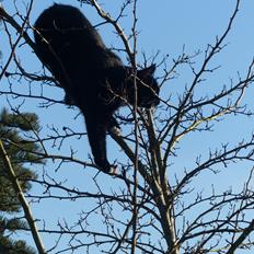 Blanding af racer Kattegårdens Dipsey aka. Snip R.I.P