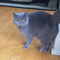 British Shorthair La Chatte Duchesse - RIP i dag D. 20/11 18