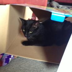 Blanding af racer Sofus