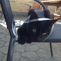 Blanding af racer Sofus