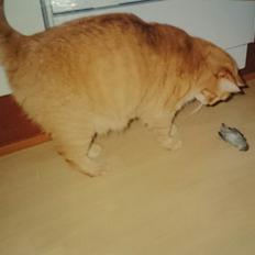 Blanding af racer Garfield 