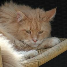 Maine Coon Felix