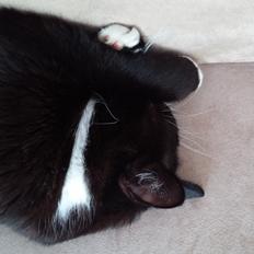 Blanding af racer Eddy