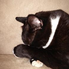 Blanding af racer Eddy