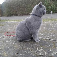 British Shorthair Toby (Voyager)