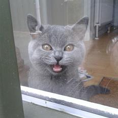 British Shorthair Toby (Voyager)