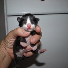 Norsk Skovkat Leonhard