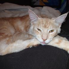 Maine Coon Monrad