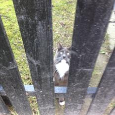 Blanding af racer Kenobe