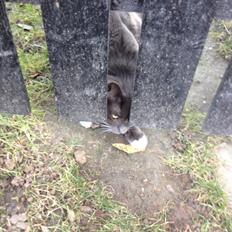 Blanding af racer Kenobe