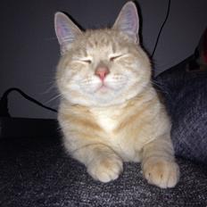 Blanding af racer Killer