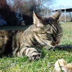 Blanding af racer Tulle