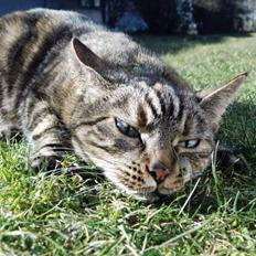 Blanding af racer Tulle