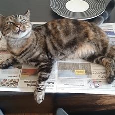 Blanding af racer Tulle