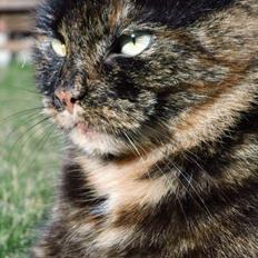 Blanding af racer Findus (Himmel kat)